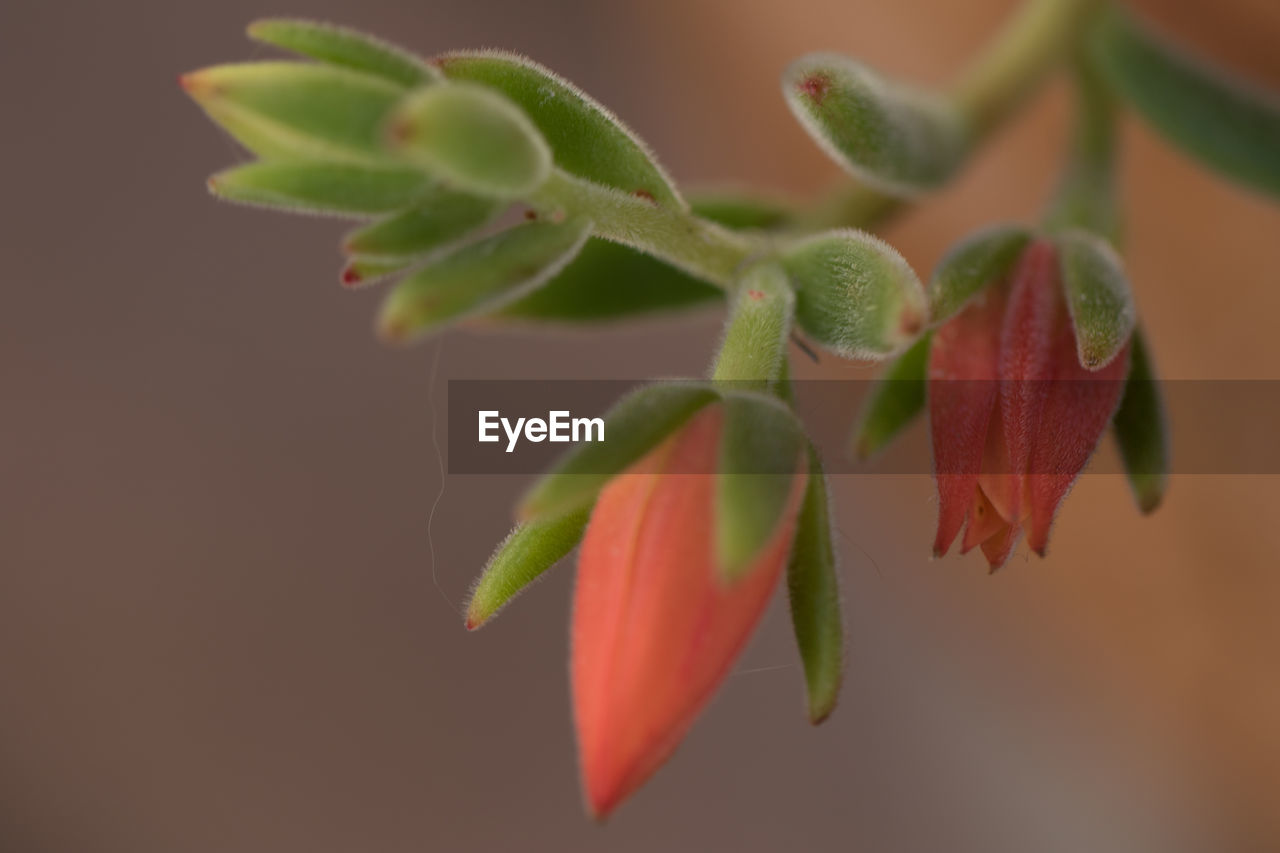 Close-up of leaves