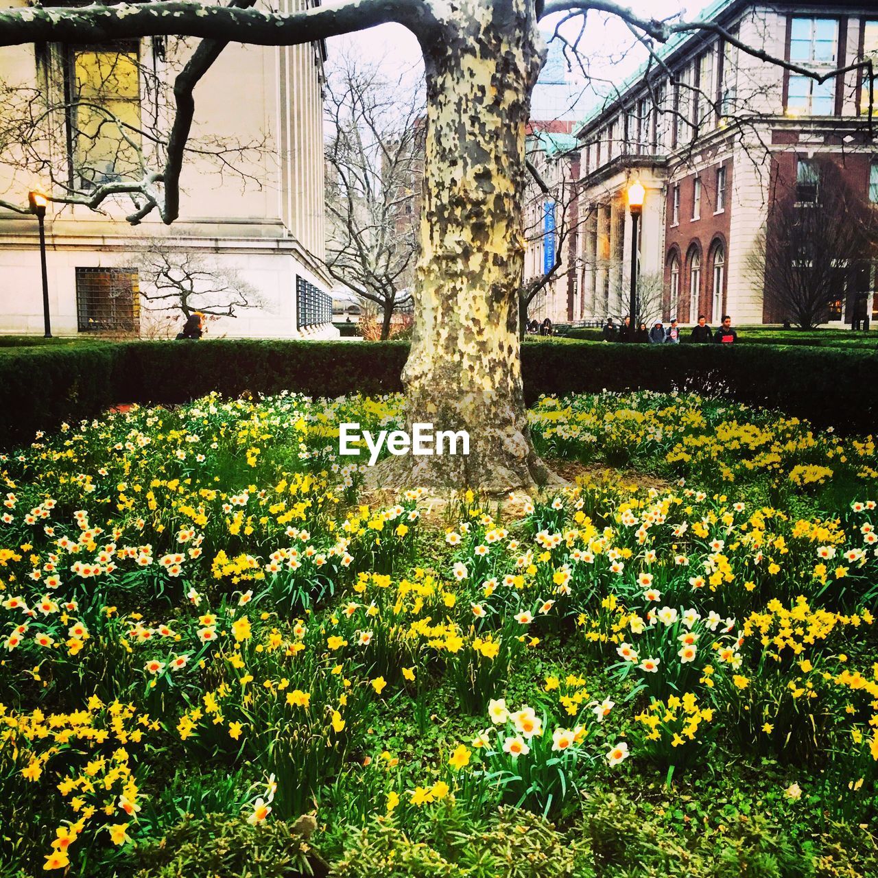 YELLOW FLOWERS GROWING ON FIELD