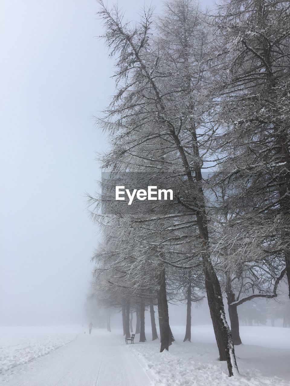 Bare trees on snow covered field during foggy weather