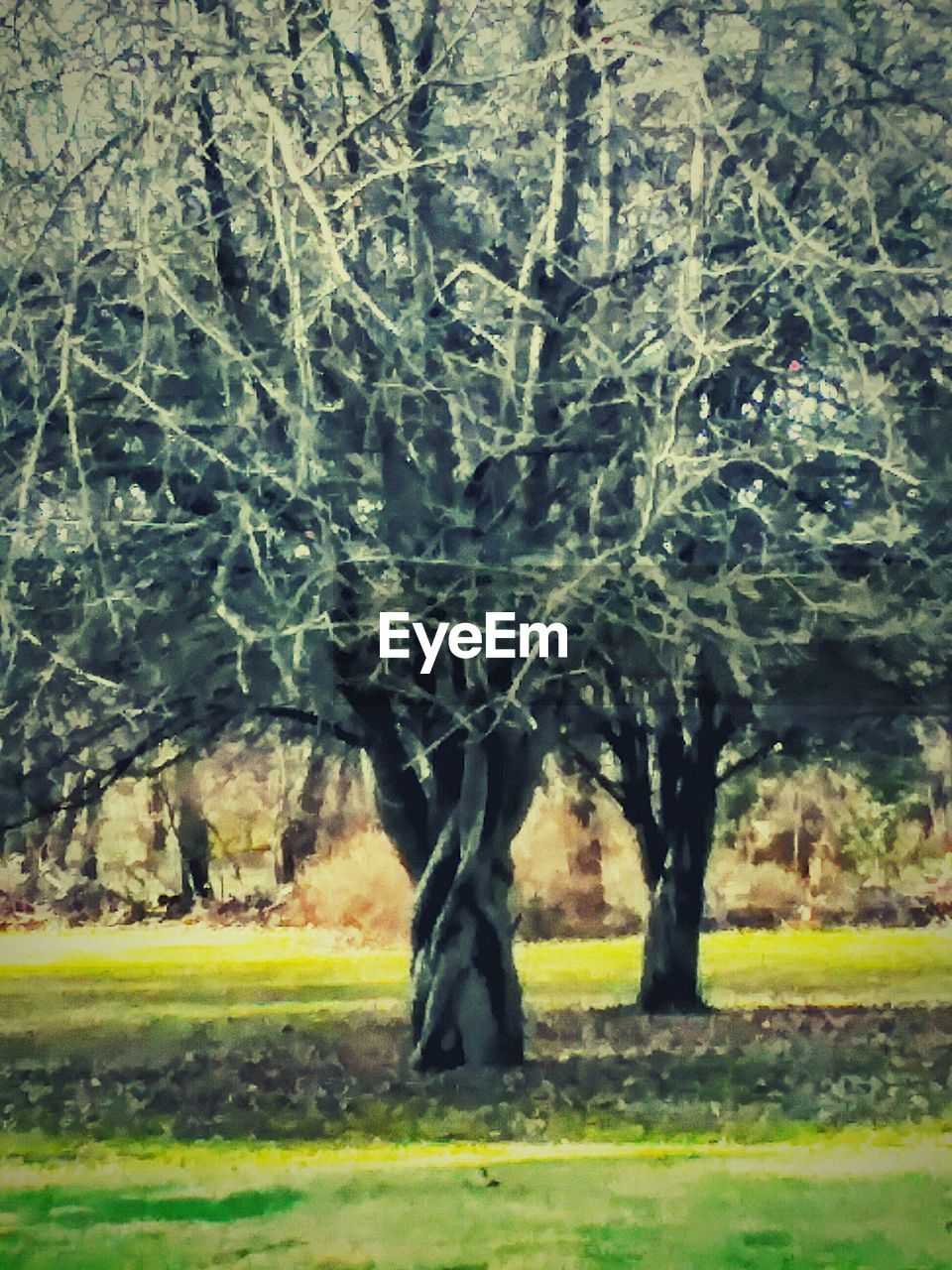 TREES ON GRASSY FIELD IN PARK