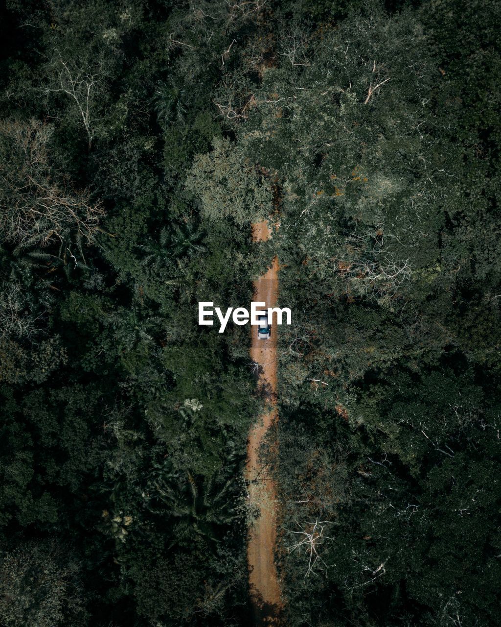 Aerial view of car amidst trees at forest