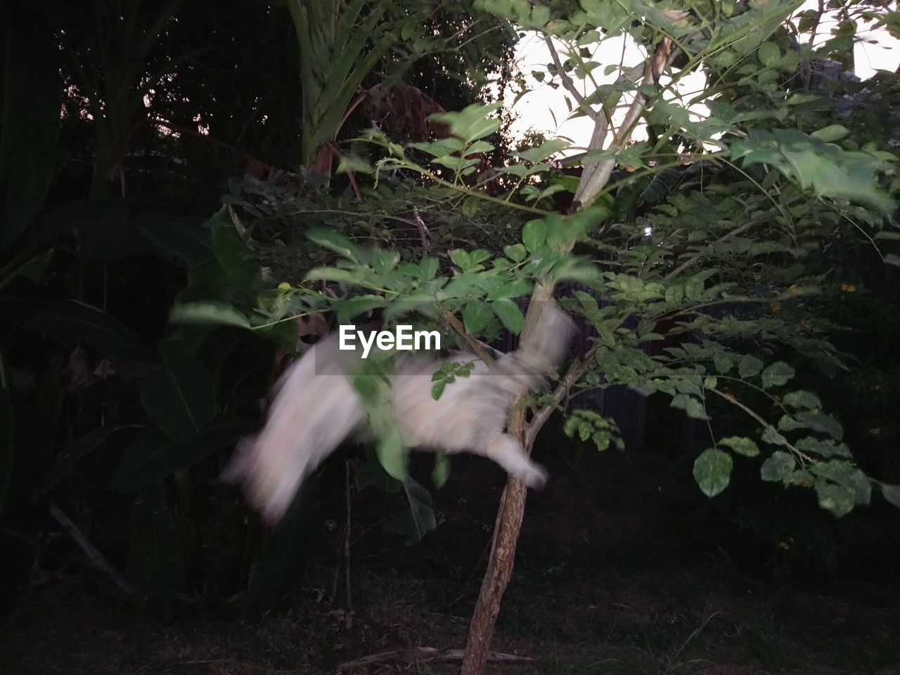 VIEW OF A CAT LYING ON A TREE