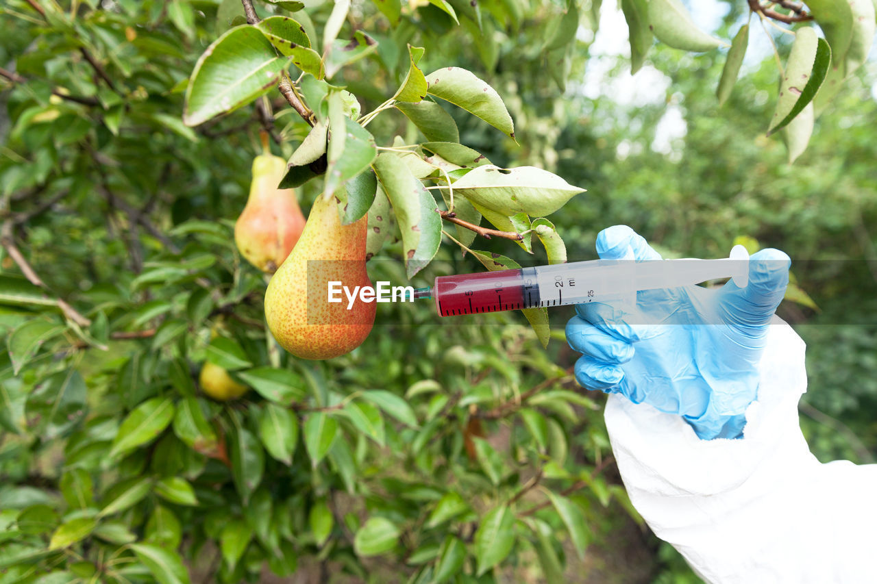 Cropped hand injecting pear hanging on plants