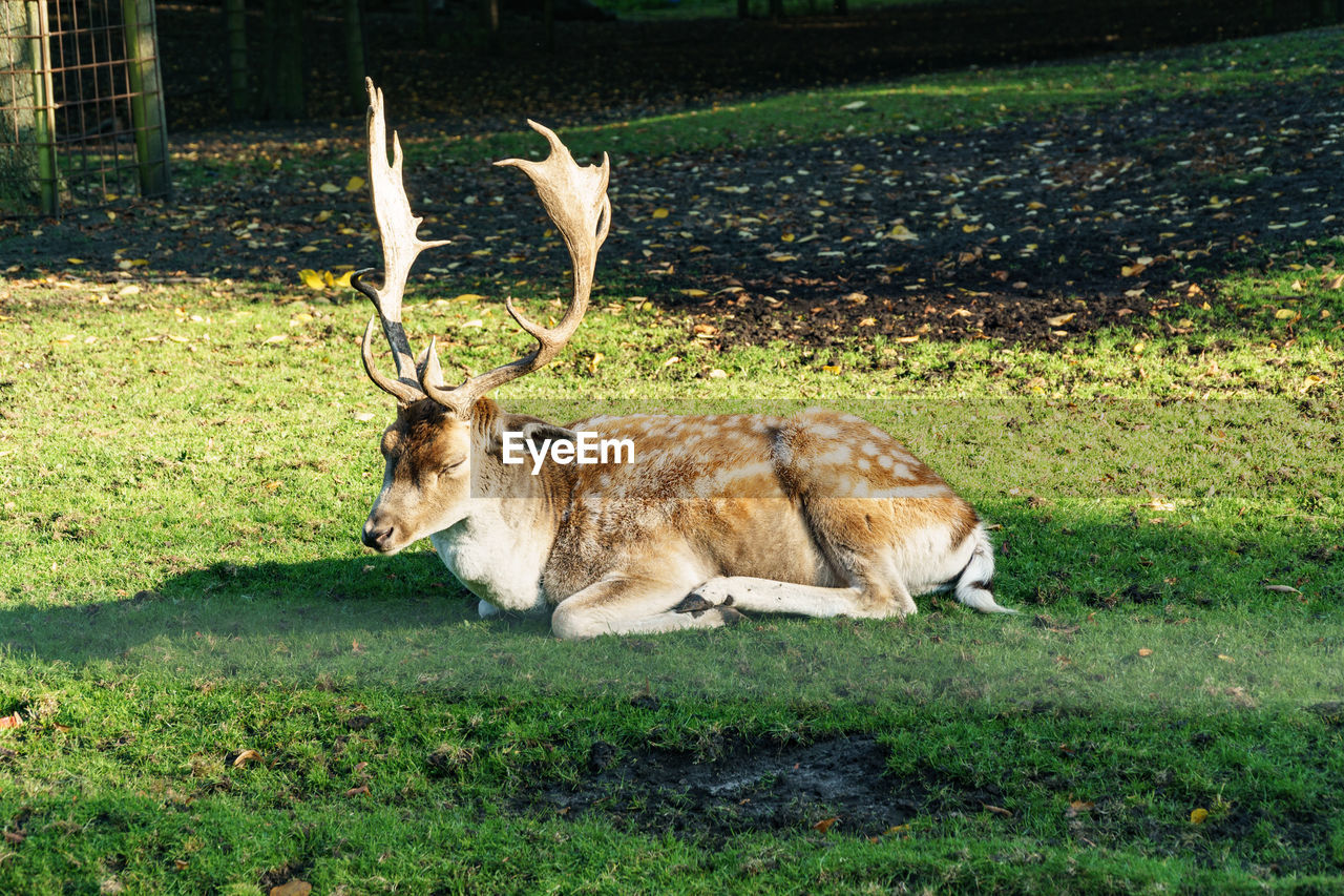 Deer sitting on grassy field