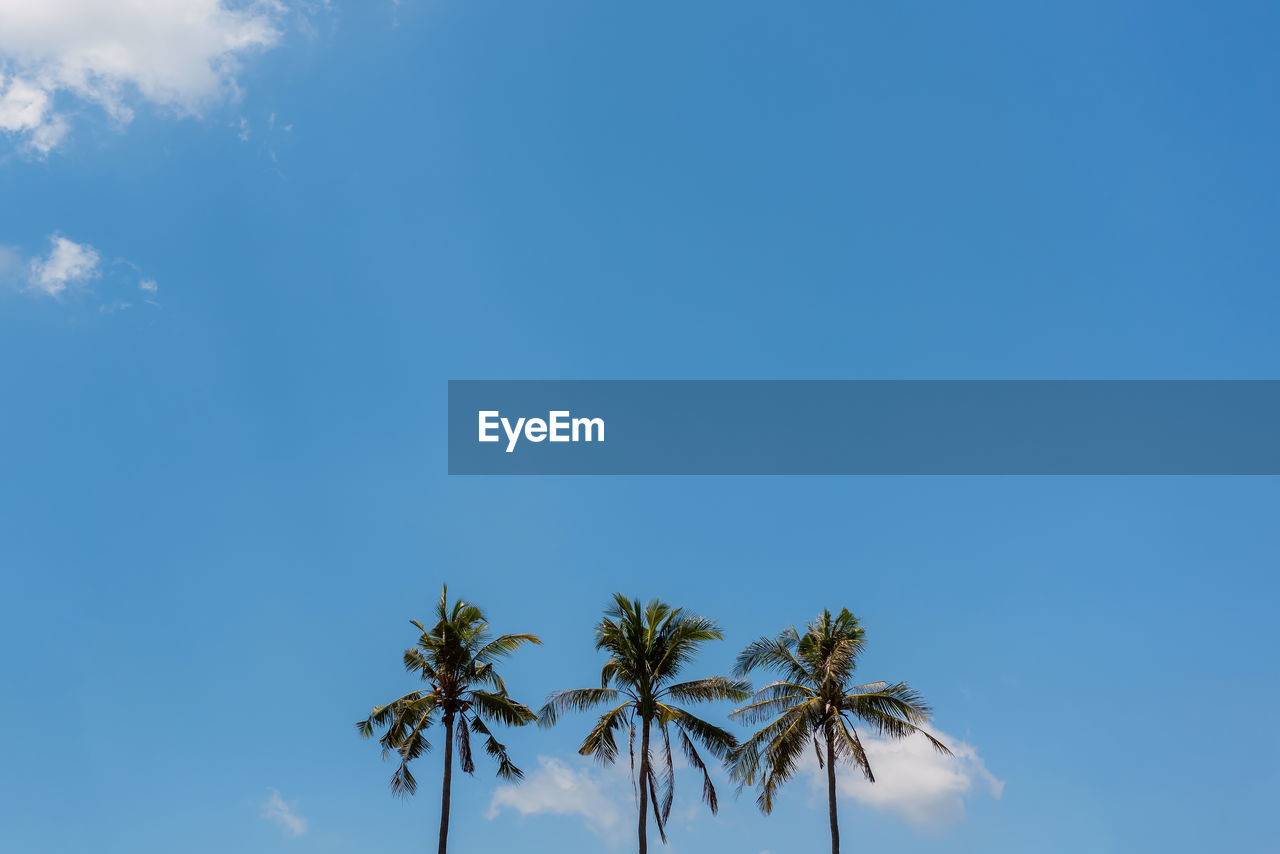 LOW ANGLE VIEW OF COCONUT PALM TREES AGAINST BLUE SKY