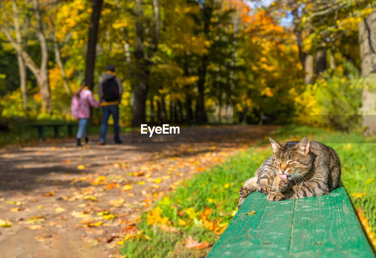 Cat on a green bench licking its paw while man with his daughter passing by in blurred background