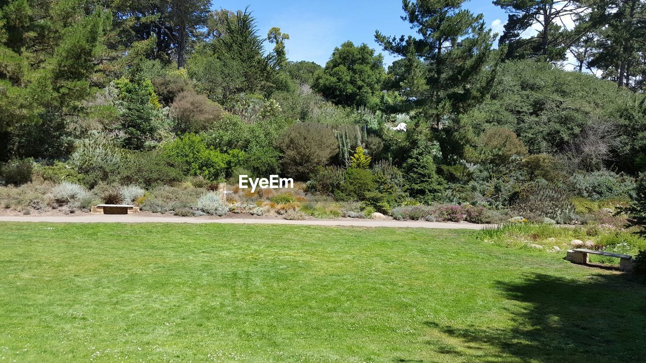 Trees growing by grassy field