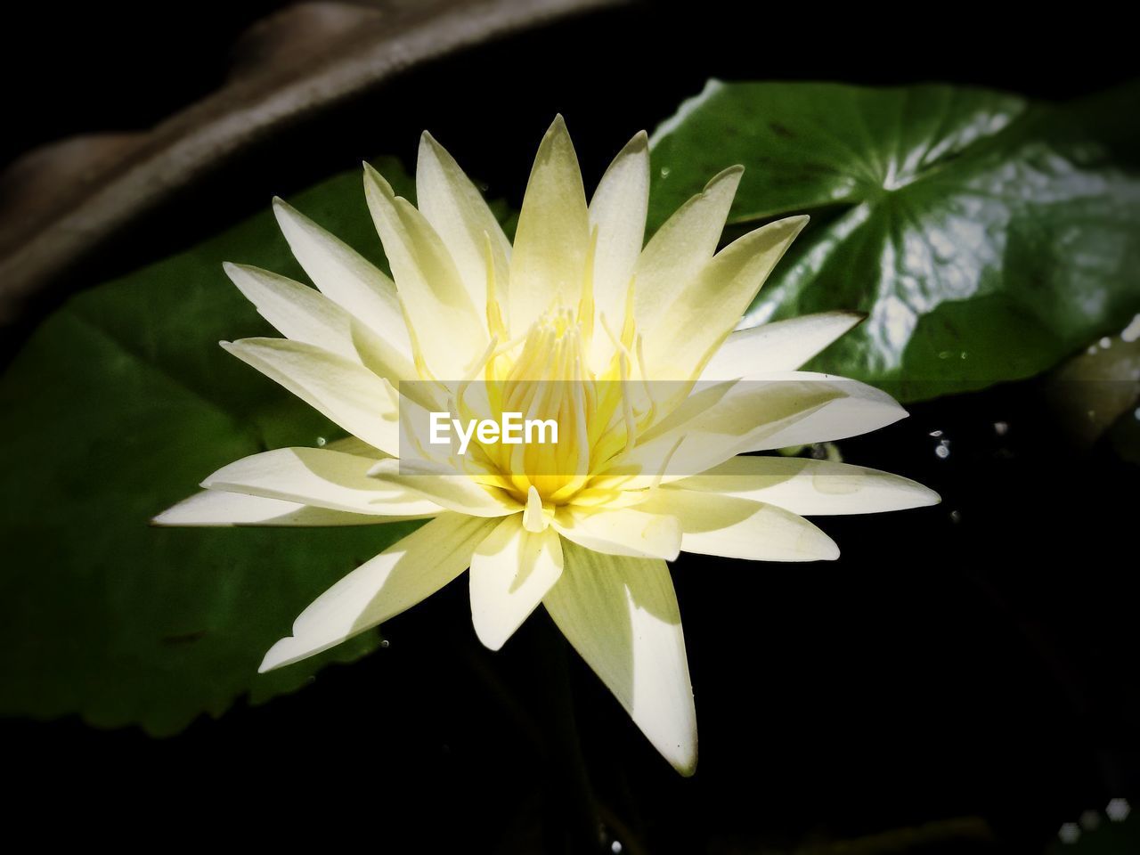 Close-up of water lily