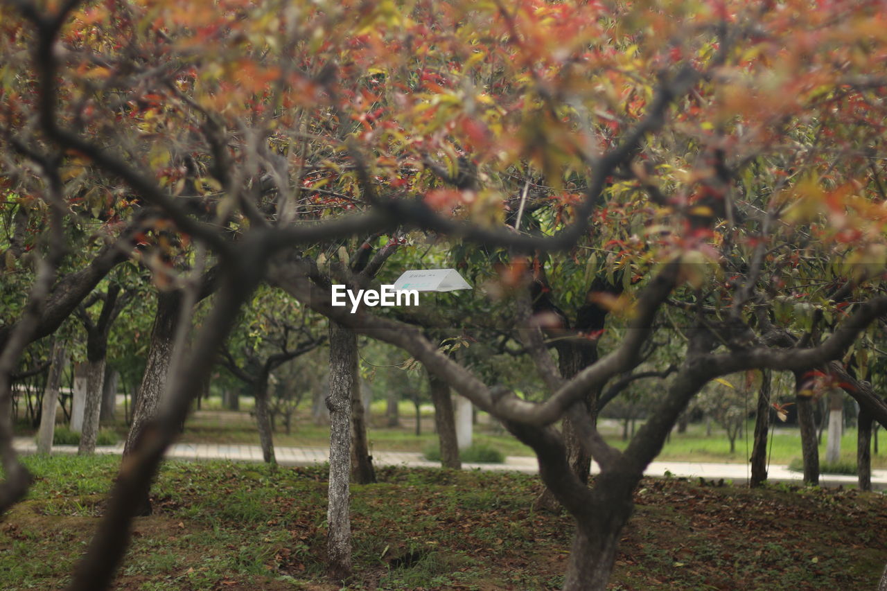 Trees on field during autumn