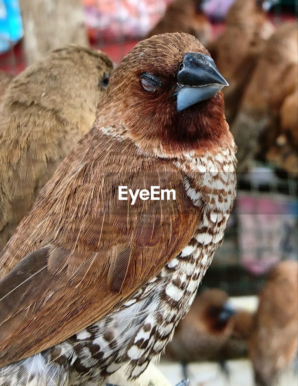 CLOSE-UP OF BIRD PERCHING ON GROUND