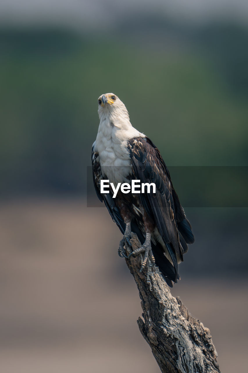 close-up of eagle perching on tree