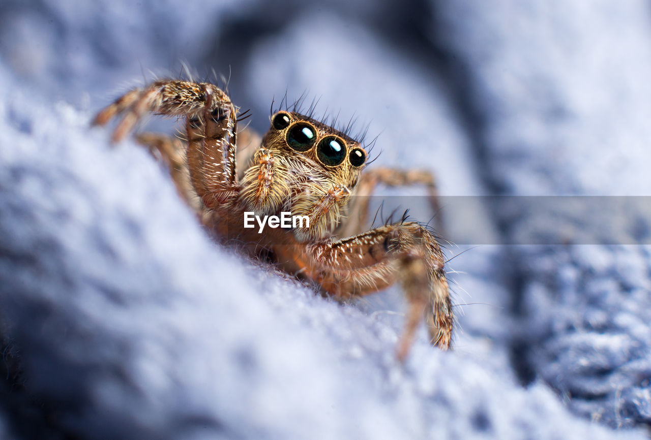 Extreme close-up of jumping spider