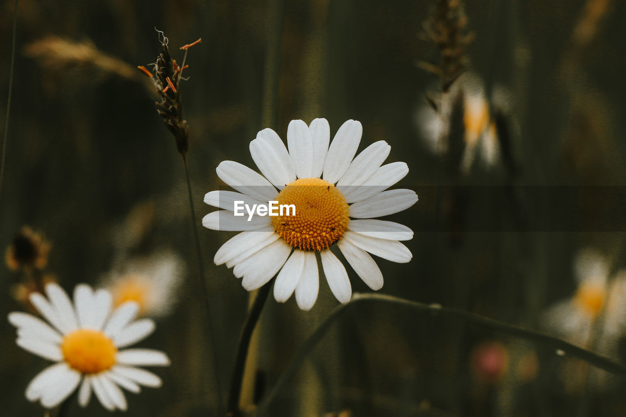 CLOSE-UP OF WHITE DAISIES