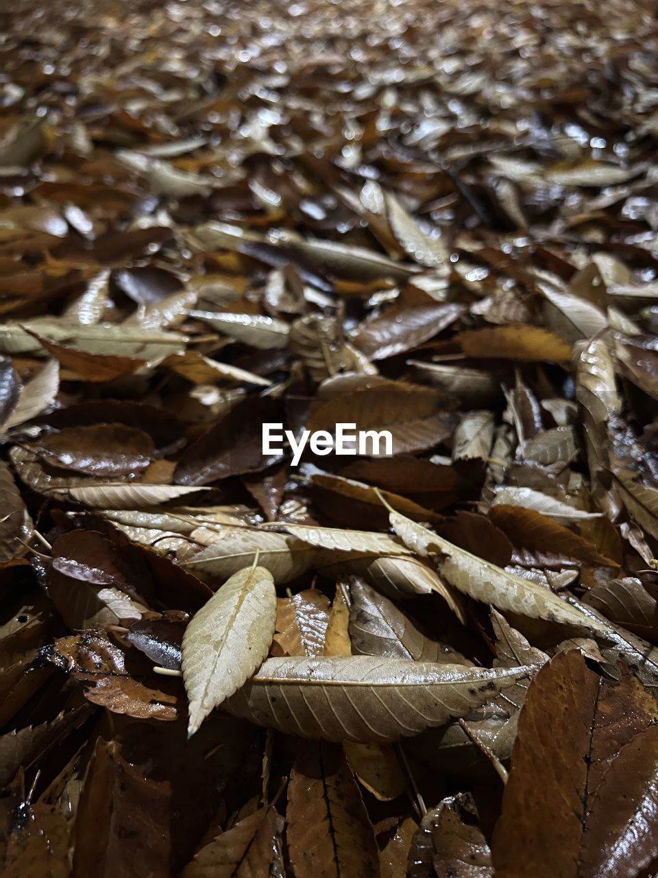 FULL FRAME SHOT OF DRIED LEAF
