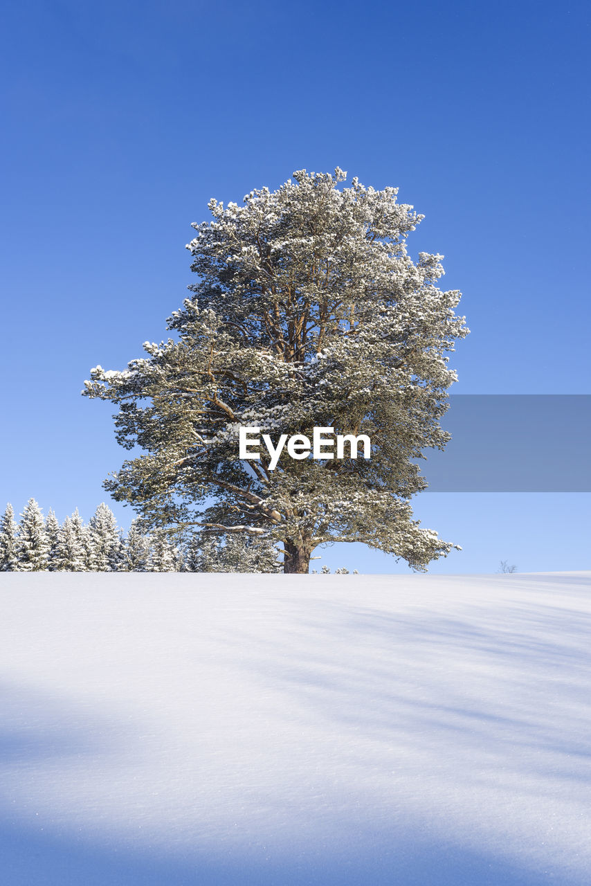 Trees on snow covered landscape against blue sky