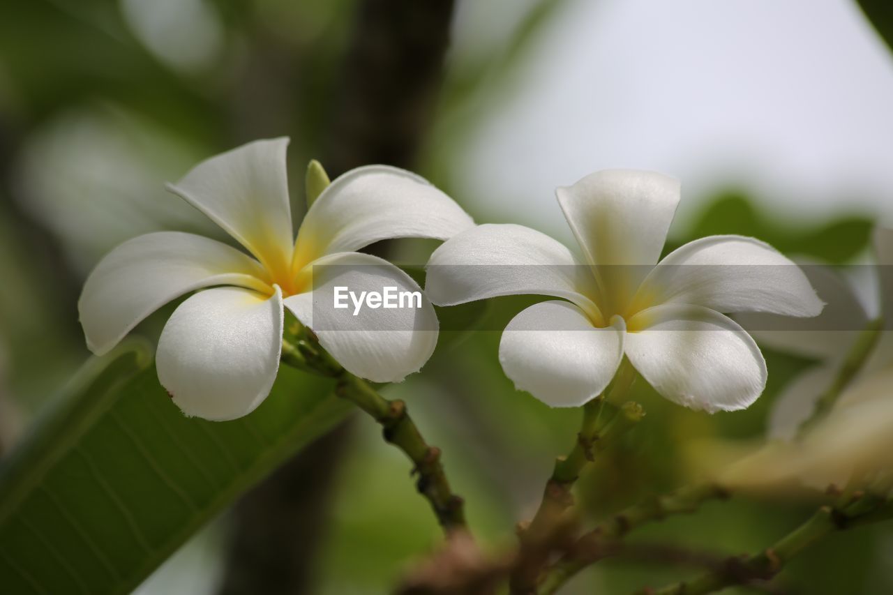 plant, flower, flowering plant, close-up, blossom, beauty in nature, freshness, nature, green, macro photography, yellow, frangipani, white, petal, tree, no people, outdoors, springtime, flower head, inflorescence, fragility, wildflower, focus on foreground, leaf, plant part, growth, environment, tropical climate, branch, sunlight, selective focus