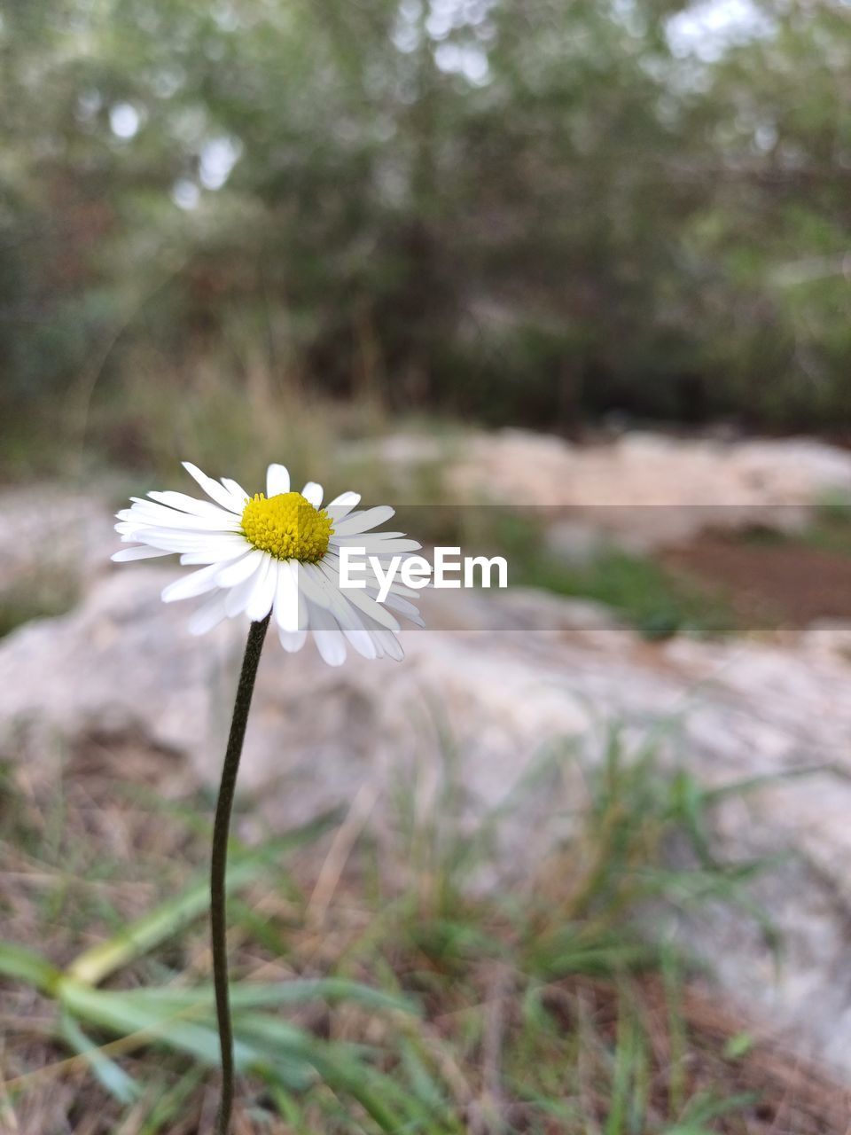 plant, flower, flowering plant, freshness, beauty in nature, nature, fragility, flower head, growth, white, daisy, close-up, petal, inflorescence, focus on foreground, tree, no people, springtime, blossom, wildflower, outdoors, yellow, pollen, day, botany, meadow, selective focus, land, forest, environment, tranquility, grass, animal wildlife, sunlight