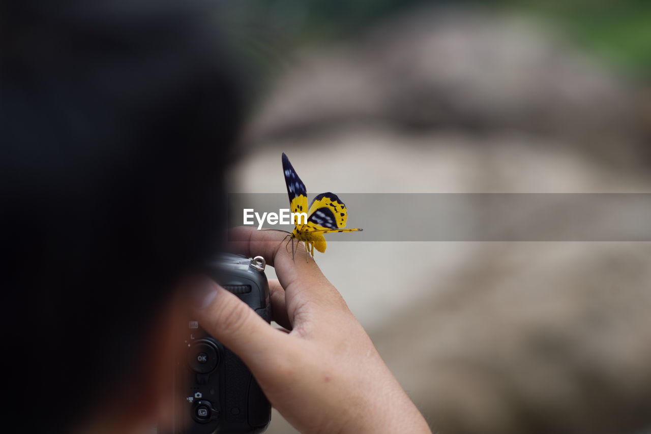 Close-up of butterfly on hand