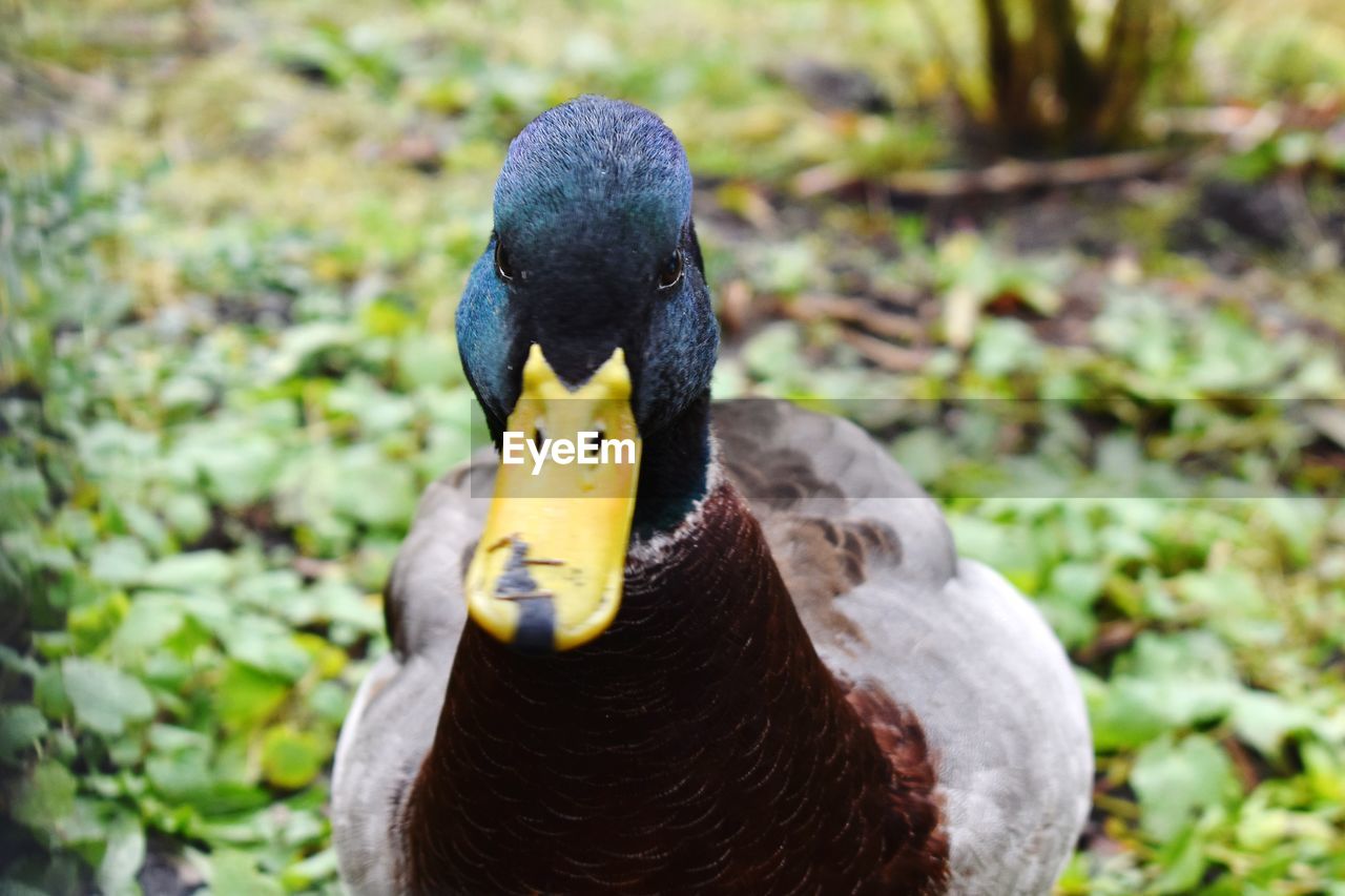 CLOSE-UP PORTRAIT OF BIRD