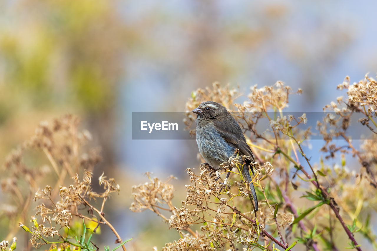 CLOSE-UP OF BIRD PERCHING ON A PLANT