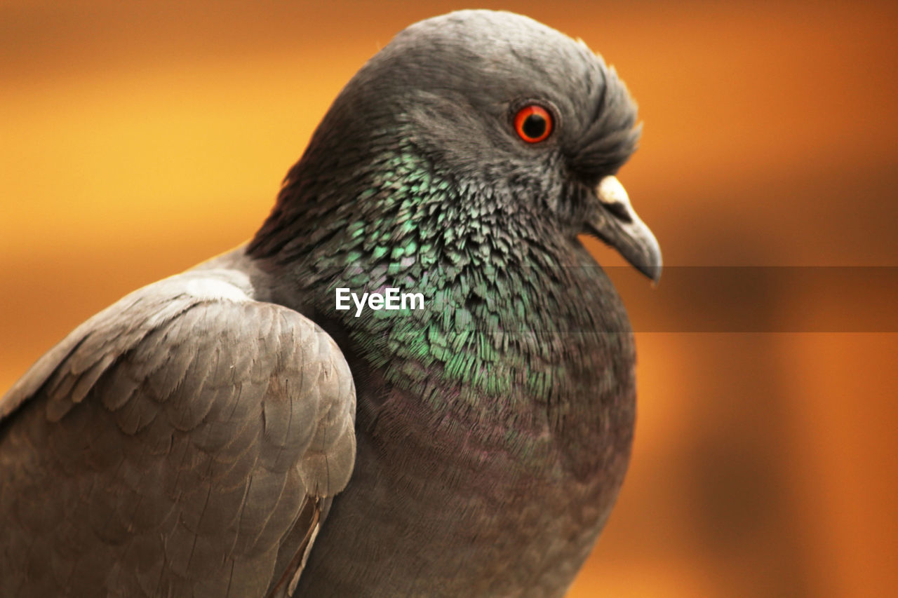 Close-up of pigeon