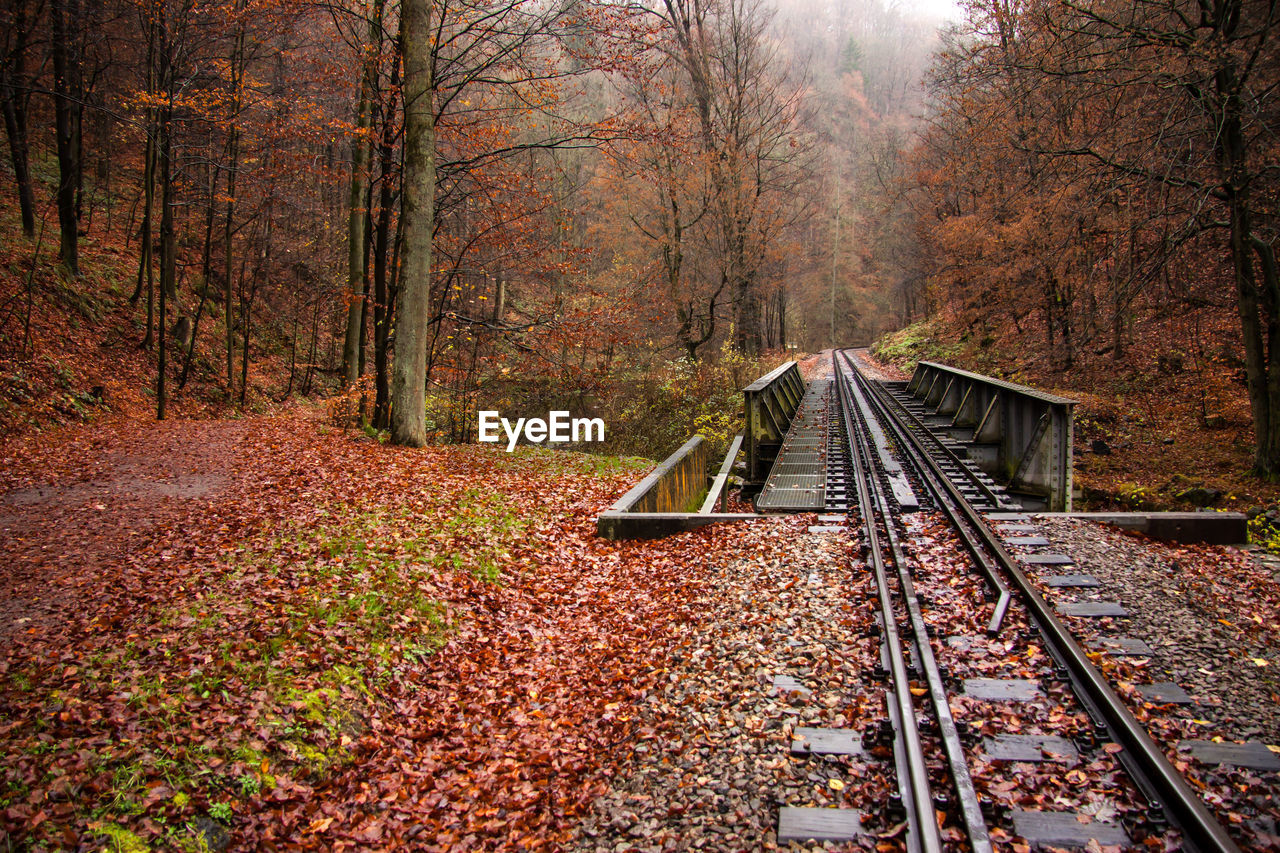 RAILROAD TRACK AMIDST TREES DURING AUTUMN