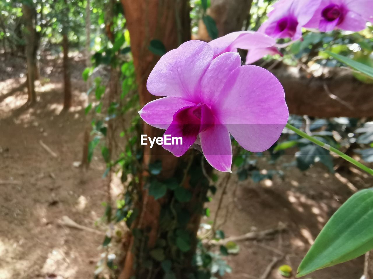 CLOSE-UP OF PINK FLOWER