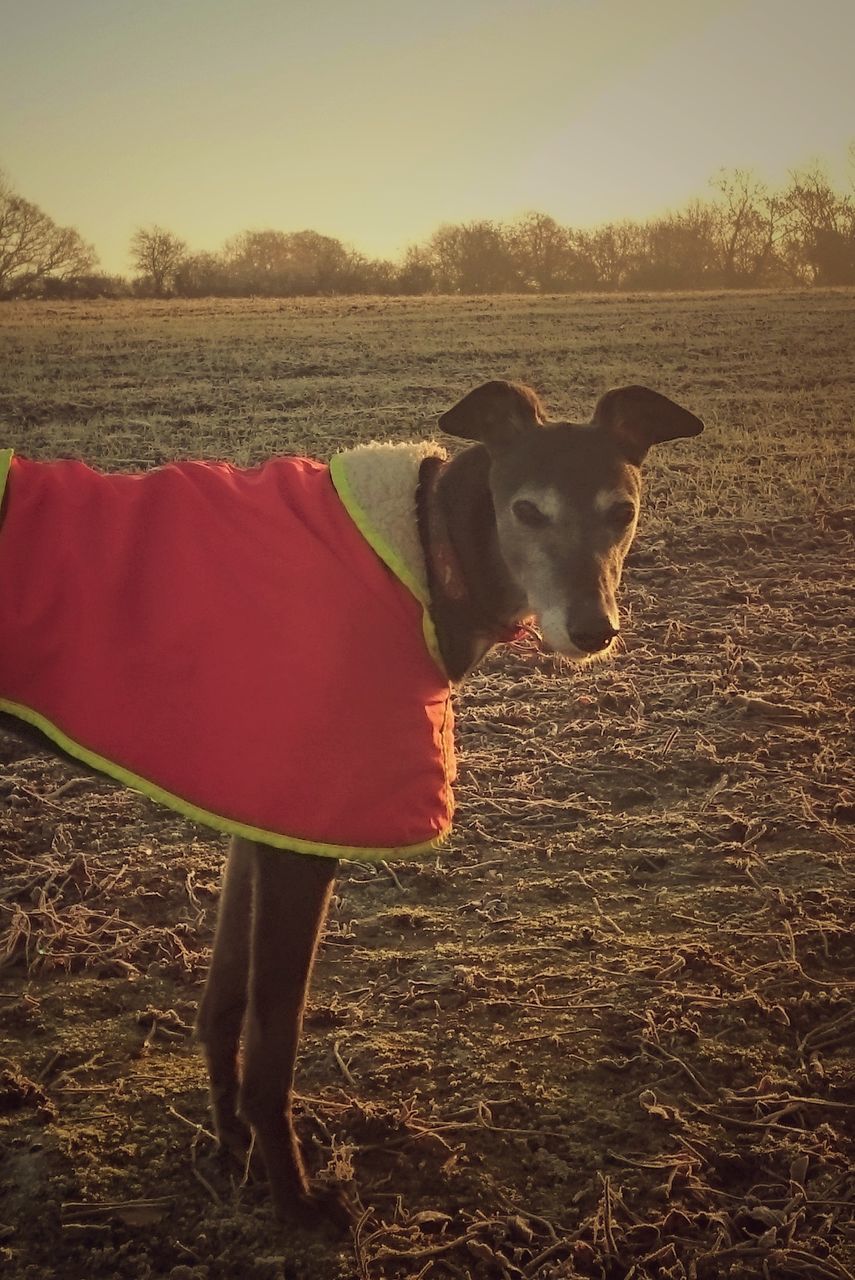 DOG ON FIELD AGAINST SKY