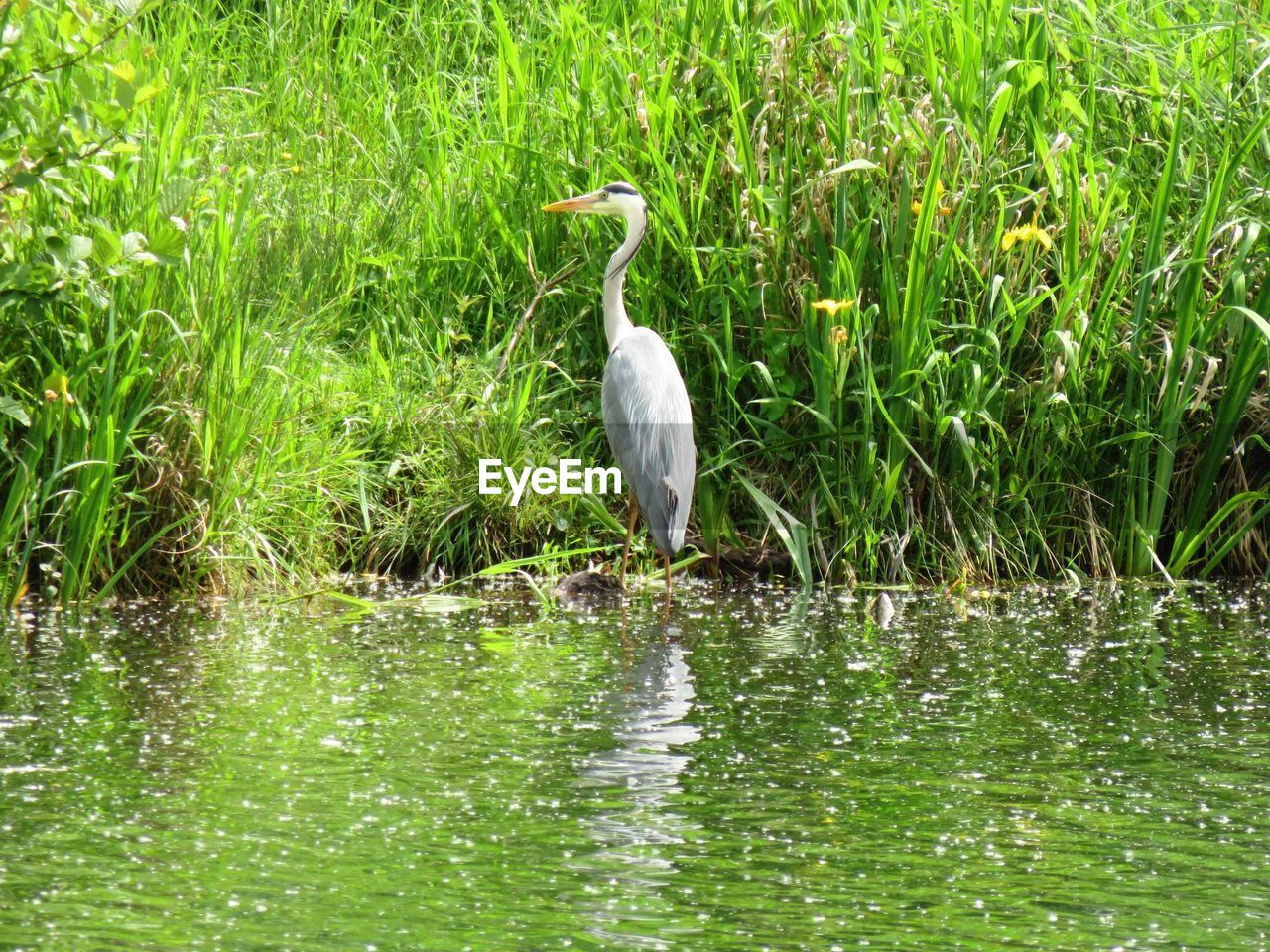 Bird in lake