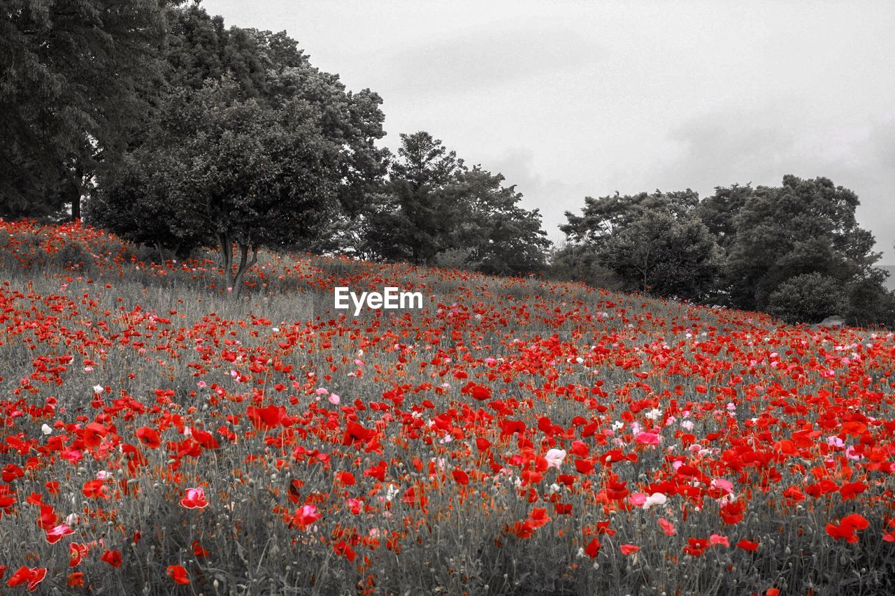 RED POPPY FLOWERS GROWING ON FIELD