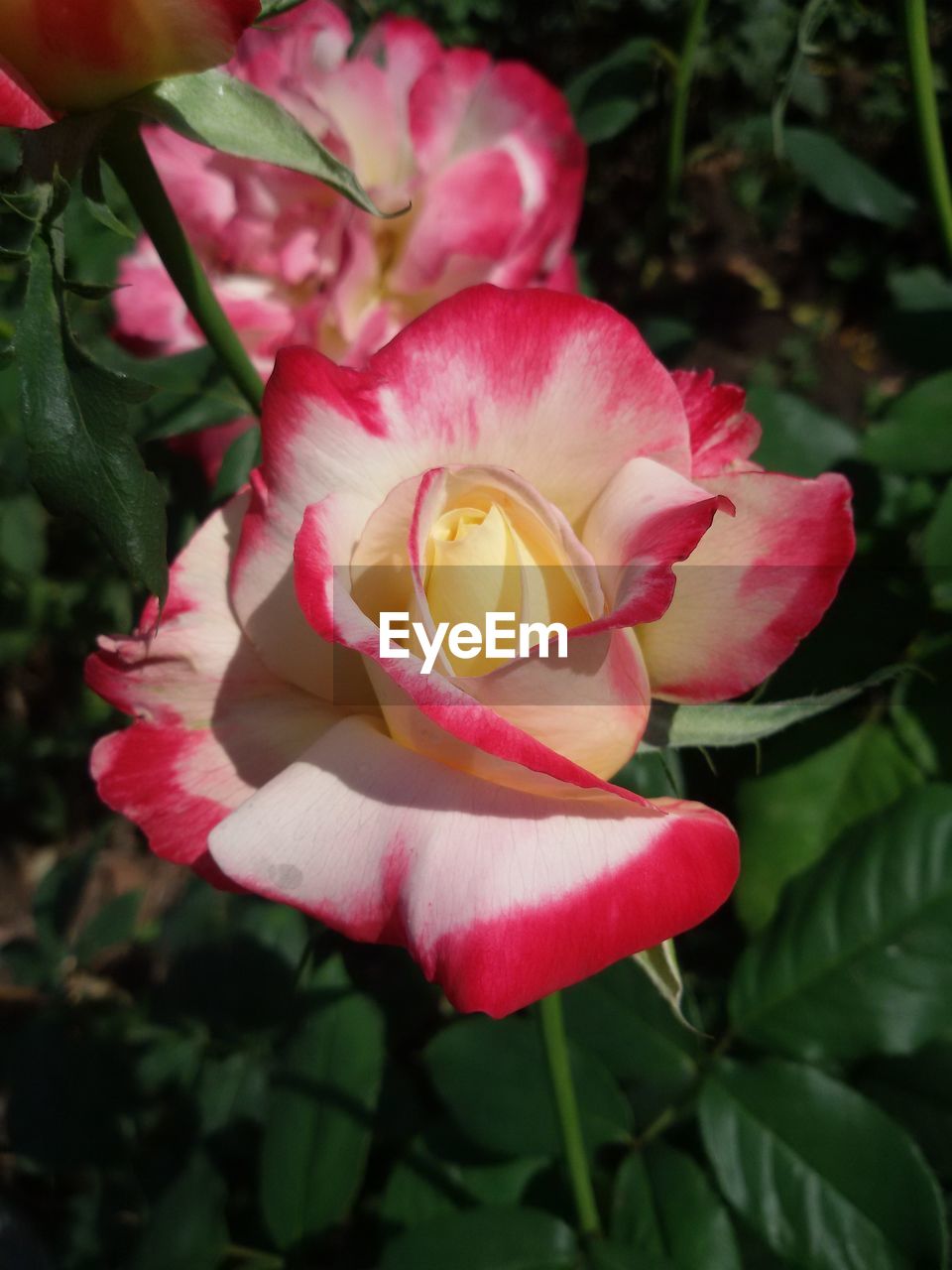 CLOSE-UP OF PINK ROSE FLOWER BLOOMING OUTDOORS