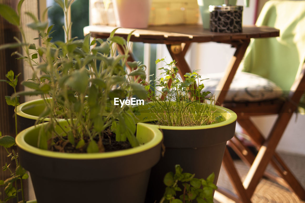 CLOSE-UP OF POTTED PLANT ON TABLE