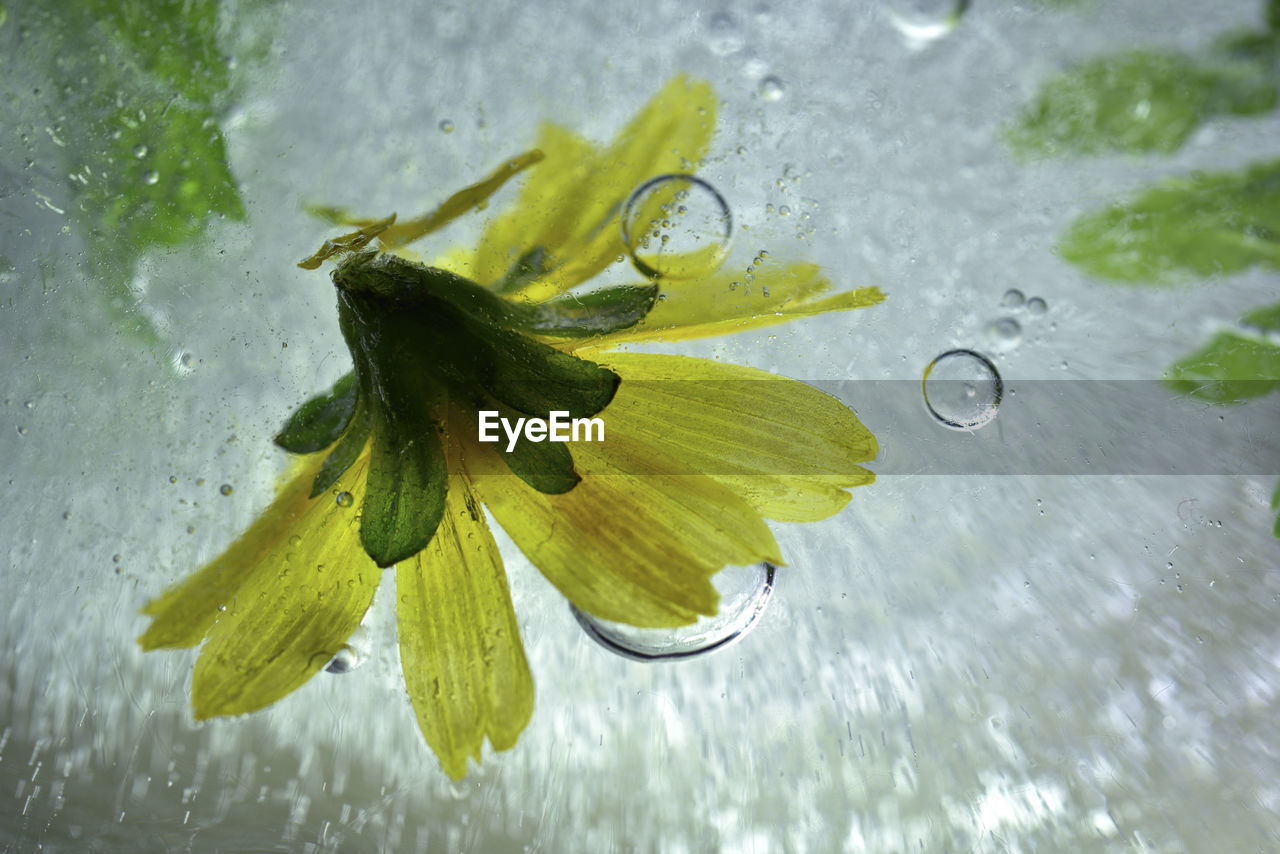 CLOSE-UP OF WATER DROPS ON FLOWER