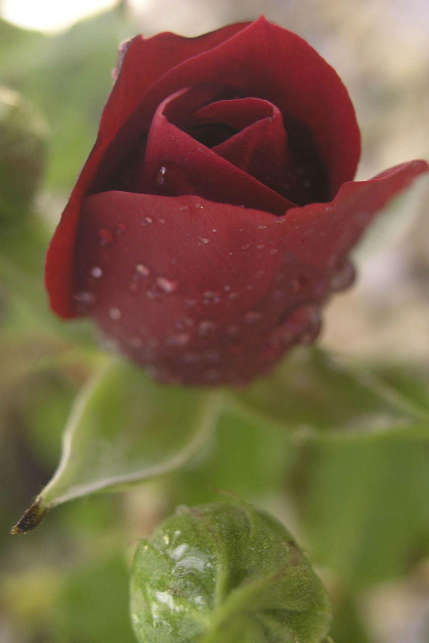 CLOSE-UP OF RED FLOWERS