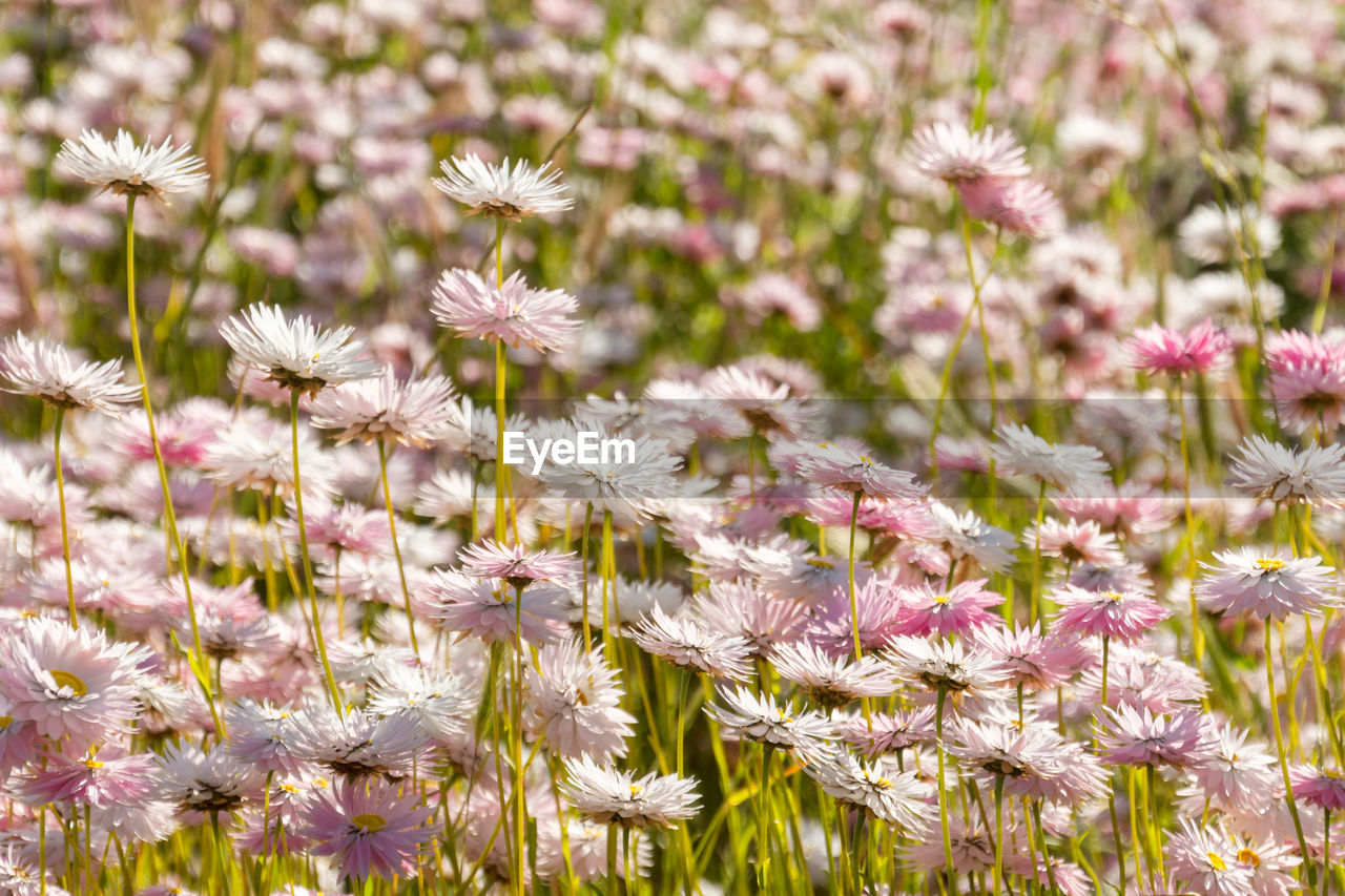 Close-up of purple flowering plants on field