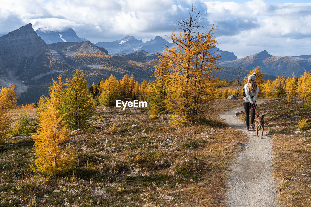 Dog walking through healey pass during fall in the rockies