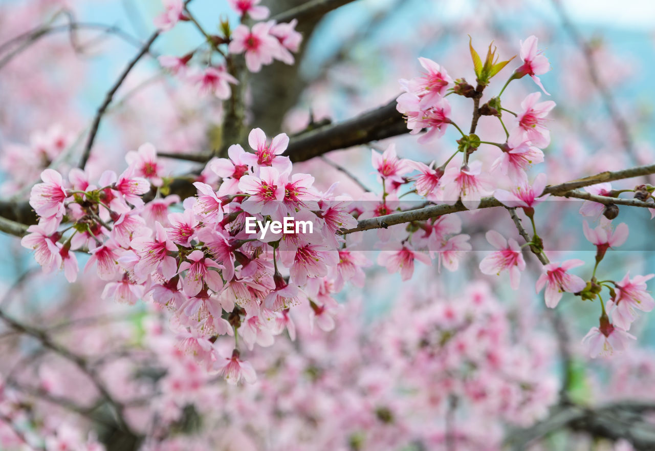 CHERRY BLOSSOMS IN SPRING