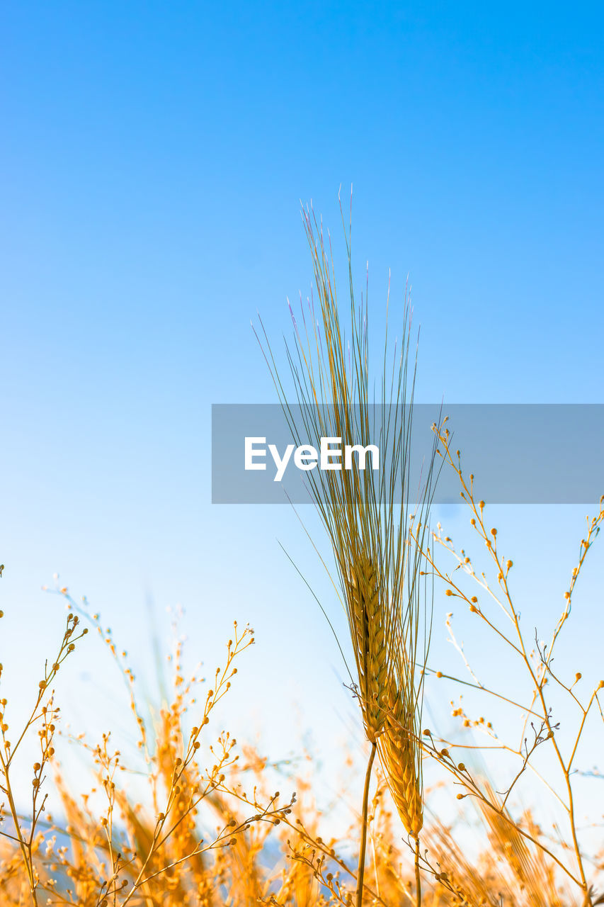 sky, plant, field, grass, blue, nature, growth, agriculture, landscape, prairie, sunlight, crop, cereal plant, beauty in nature, rural scene, clear sky, no people, land, environment, food and drink, food, copy space, horizon, summer, tranquility, outdoors, autumn, yellow, tree, scenics - nature, vibrant color, sunny, branch, freshness, wheat, grassland, tranquil scene, close-up, backgrounds, non-urban scene, multi colored, barley, idyllic, day, springtime, morning, cloud, sun, leaf
