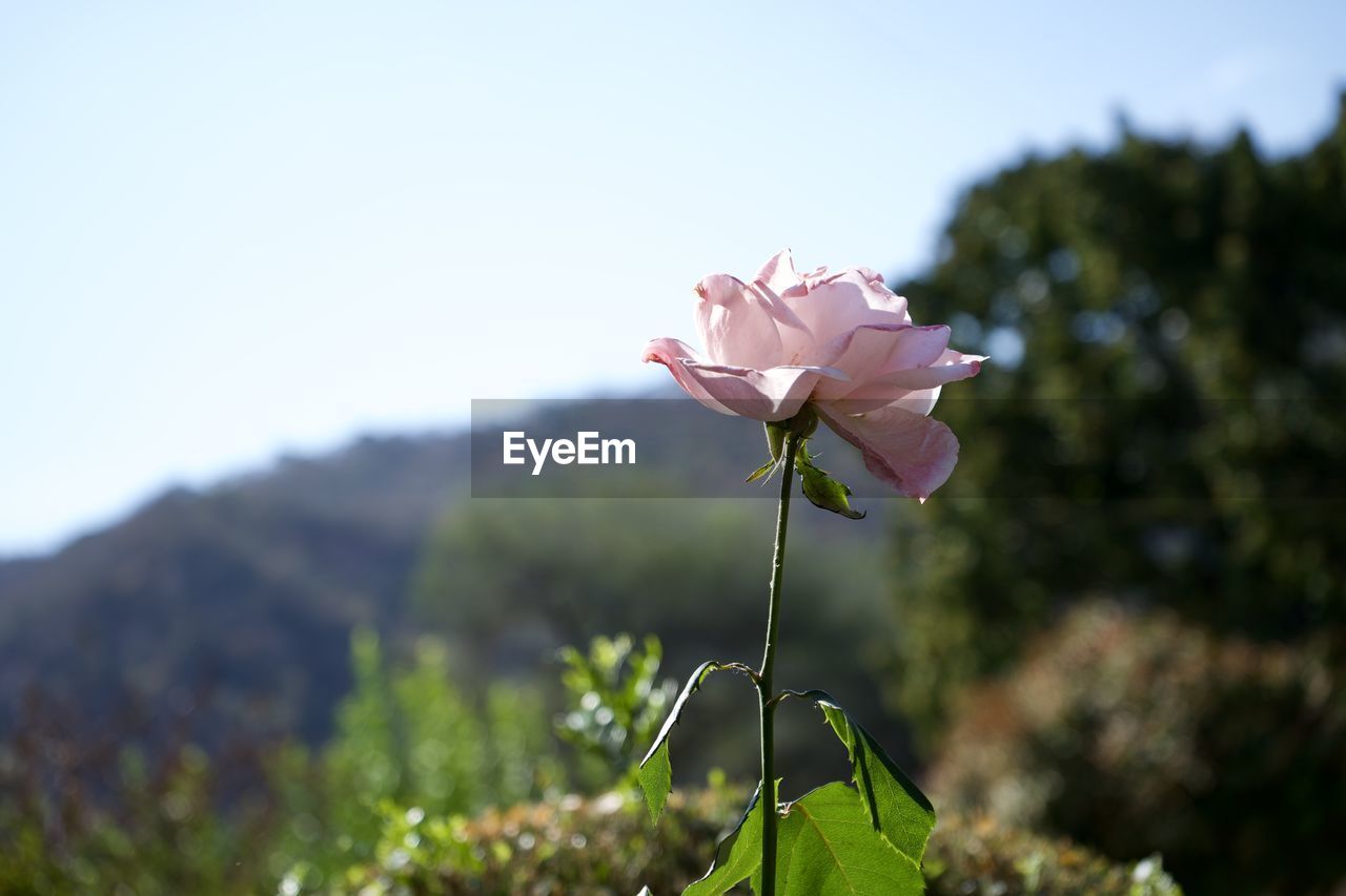 CLOSE-UP OF PINK FLOWER AGAINST SKY