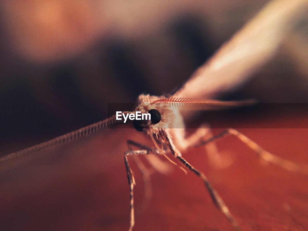 CLOSE-UP OF INSECT ON LEAF