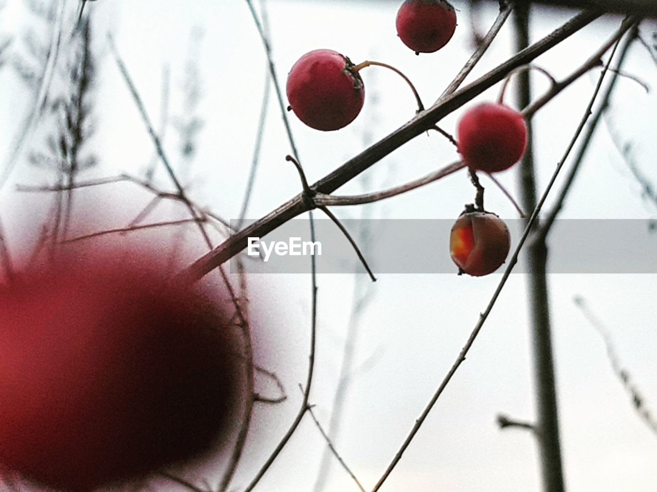 CLOSE-UP OF CHERRIES IN WINTER