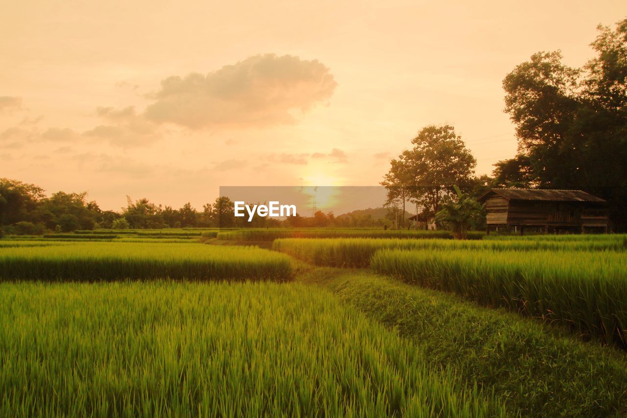 Scenic view of field against sky during sunset