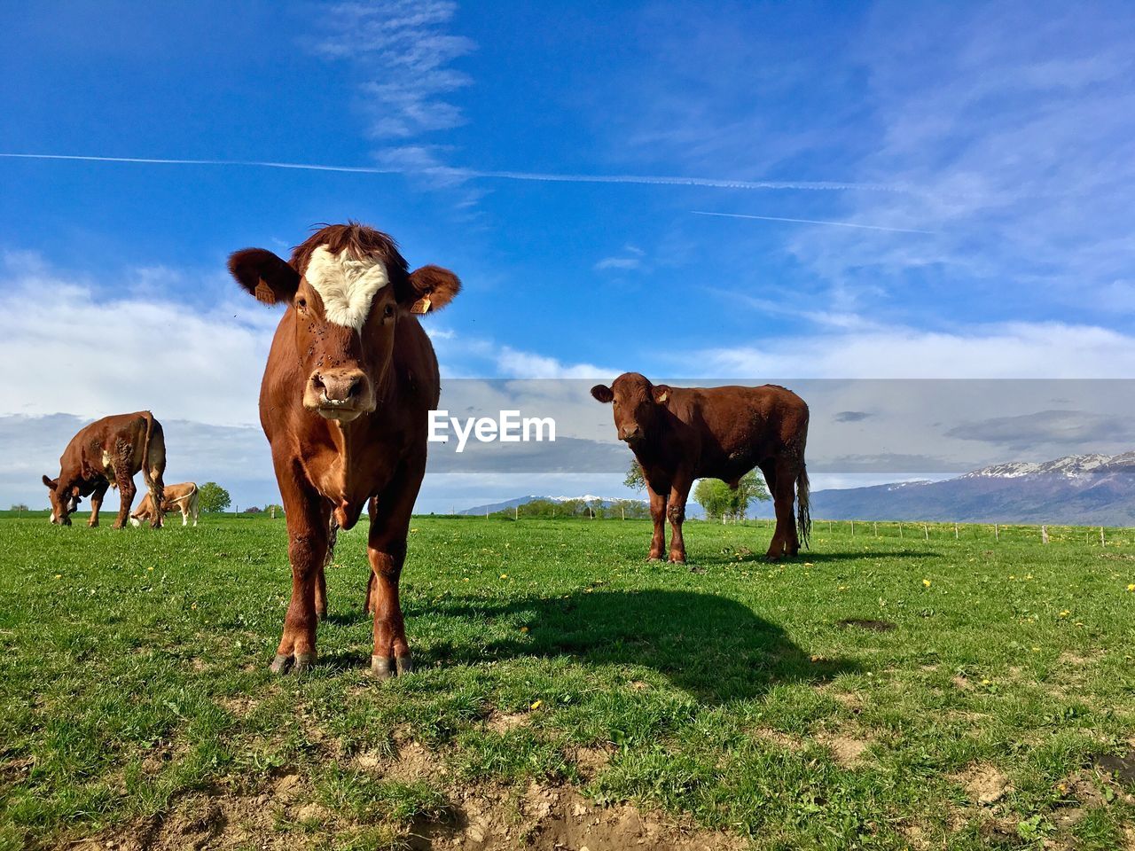 COWS STANDING ON FIELD