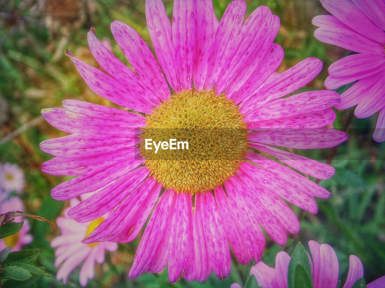 CLOSE-UP OF PINK GERBERA DAISY