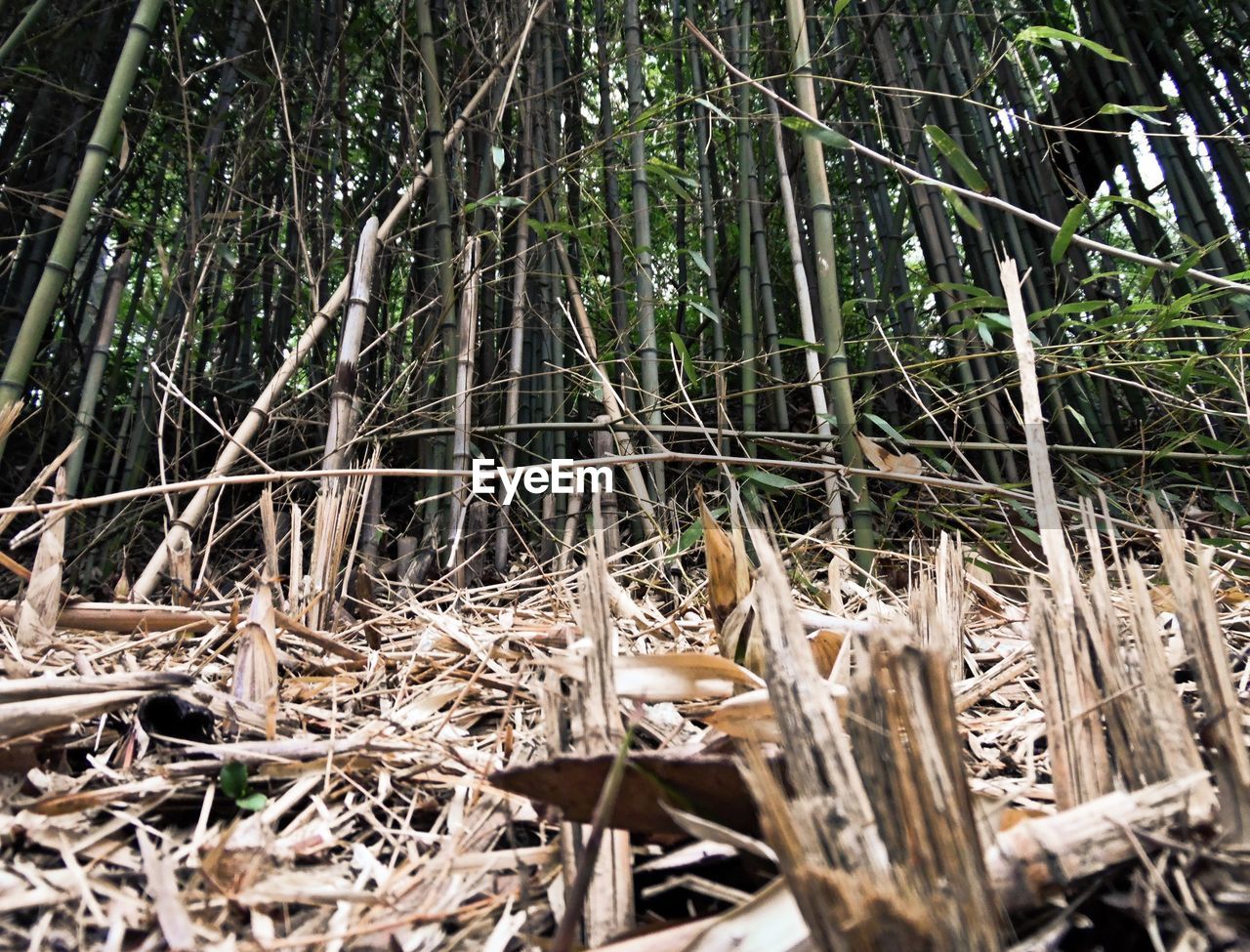 Bamboos on field