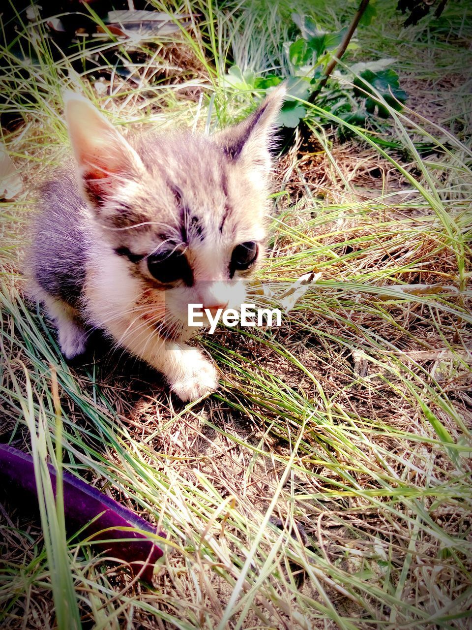 PORTRAIT OF A CAT ON FIELD