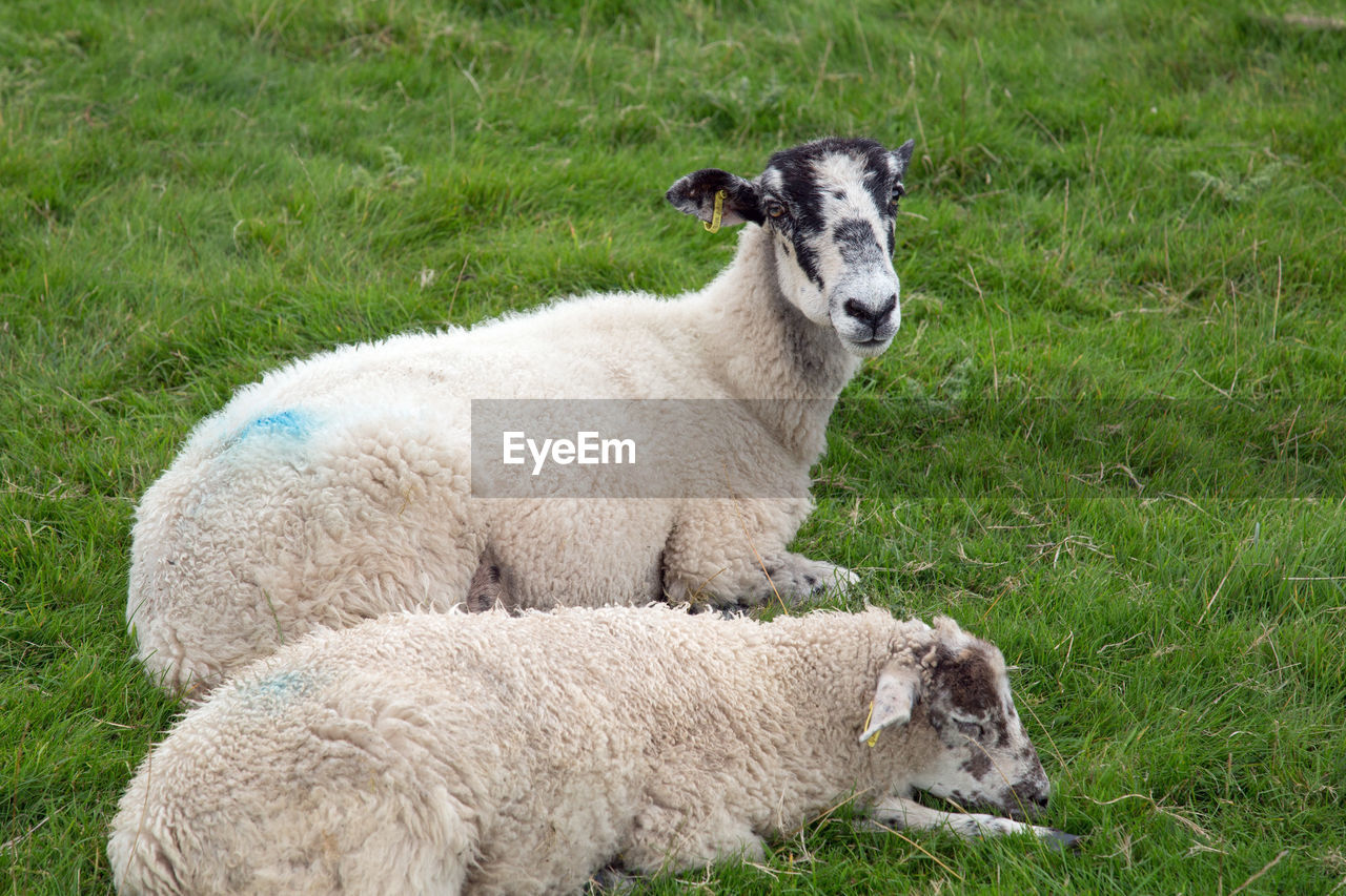 PORTRAIT OF SHEEP RELAXING ON FIELD