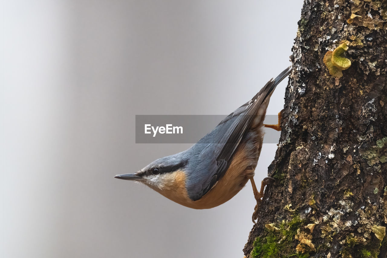 Eurasian nuthatch wood nuthatch sitta europaea perched