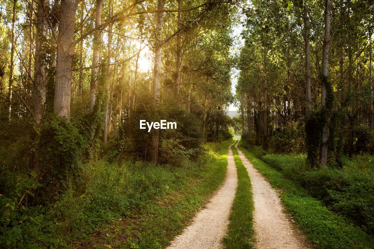 ROAD PASSING THROUGH FOREST