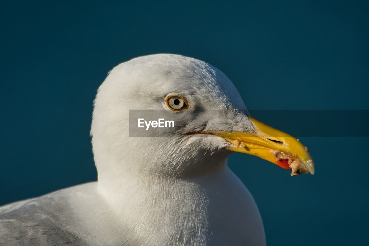 Close-up of seagull against blue background